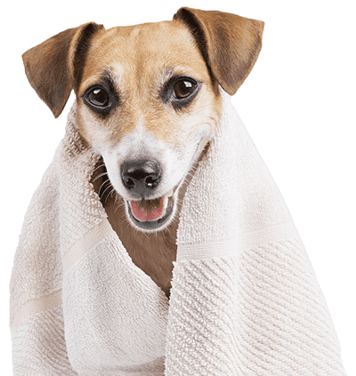 Dog wearing a towel around him after a shower