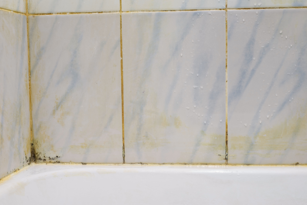 The Importance of Professional Mold and Mildew Removal