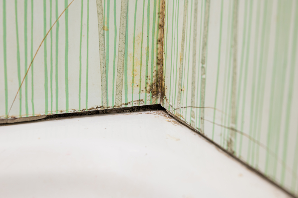 Understanding Mold and Mildew