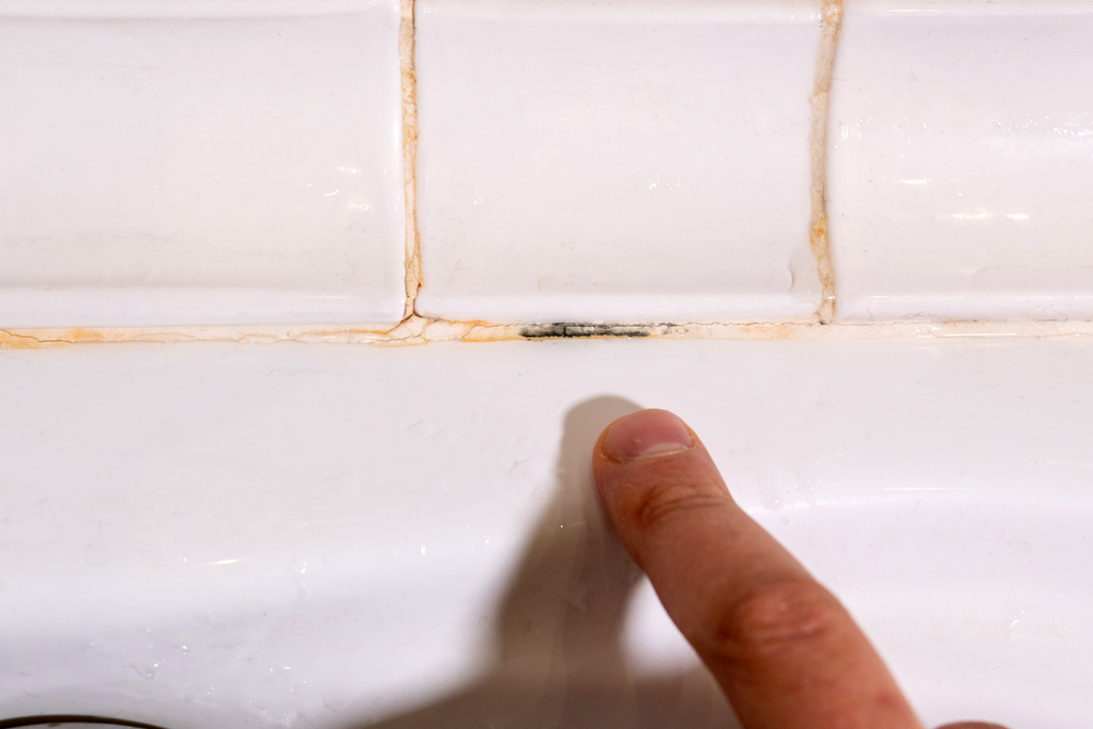 Understanding Mold and Mildew